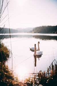 High angle view of swans swimming in lake