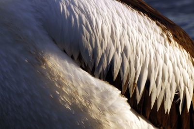 Close-up of bird in sea