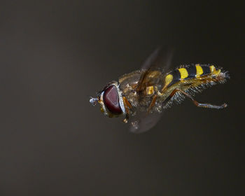 Close-up of bee over black background