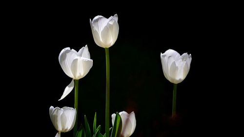 Close-up of white roses blooming against black background