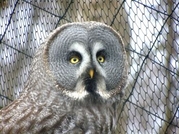 Close-up portrait of owl in cage at zoo