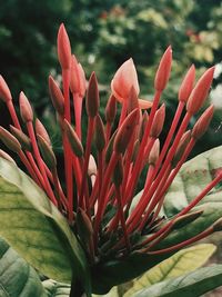 Close-up of flower blooming outdoors