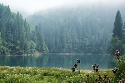 Scenic view of lake by trees