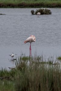 Bird flying over calm lake