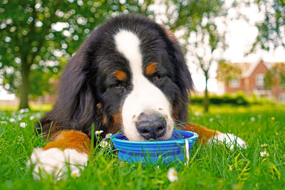 Bernese mountain dog drinking water from blue collapsible bowl. hot summer day in dog friendly park.