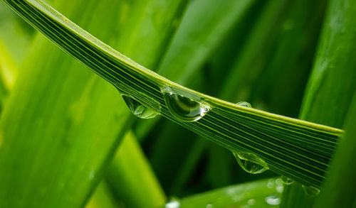 Close-up of wet leaf