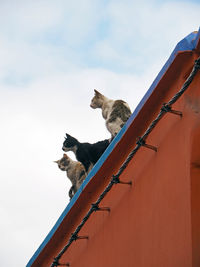 Close-up low angle view of cats against clouds