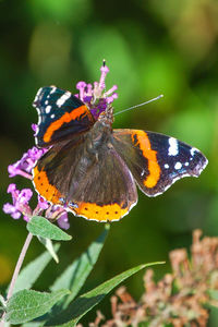 Close-up of butterfly pollinating on flower