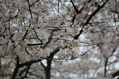 Close-up of cherry blossoms in spring