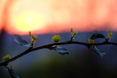 Close-up of plant against sky at sunset