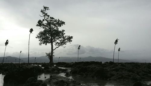 Scenic view of trees against sky