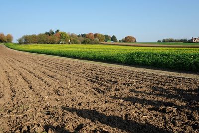 Scenic view of agricultural field against clear sky