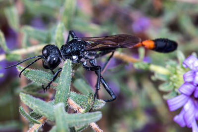 Close-up of insect on purple flower