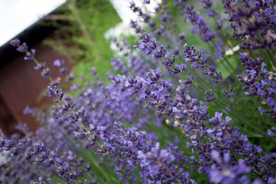 Close-up of purple flowers