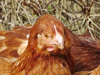 Close-up of a bird