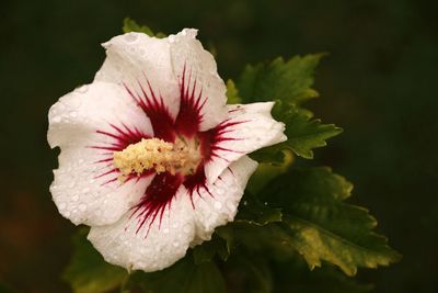 Close-up of pink flower blooming outdoors