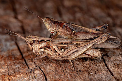 Close-up of grasshopper on wood