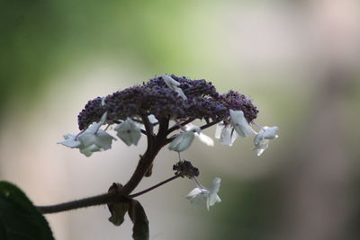 Close-up of white flowering plant