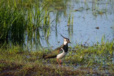 View of bird on lakeshore