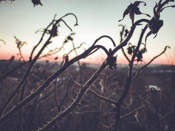 Close-up of bare tree branches against sky