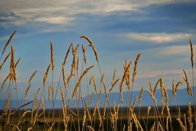 Close-up of stalks in field against sky