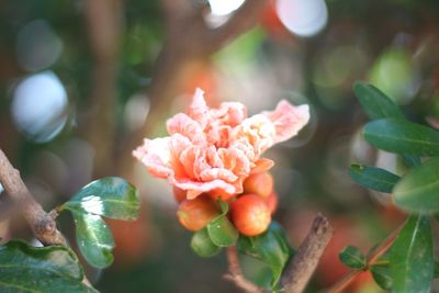 Close-up of flowers