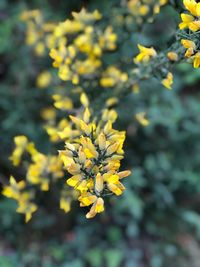 Close-up of yellow flowering plant