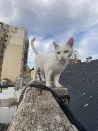 animal