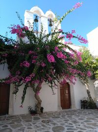 Pink flowering tree by building against sky