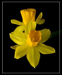 Close-up of yellow flower against black background