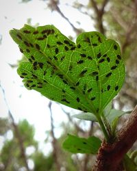 Close-up of leaves