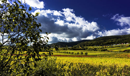 Scenic view of agricultural field against sky