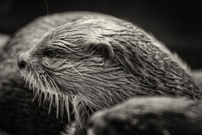 Close-up of a bird looking away