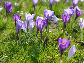 Close-up of purple crocus flowers