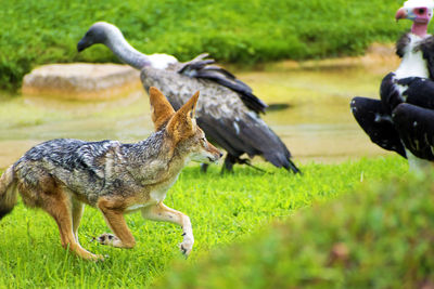 Full length of a bird on field