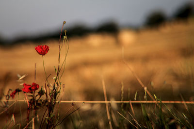 Close-up of poppy growing in field