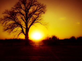 Silhouette of tree at sunset