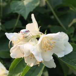 Close-up of white flowers