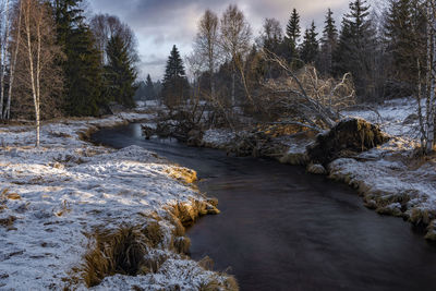 River flowing amidst trees in forest against sky