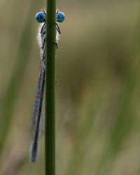 Close-up of plant against blurred background