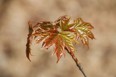 Close-up of leaves on plant during autumn