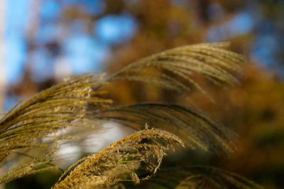 Close-up of dried plant