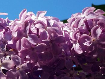 Close-up of flowers blooming against clear sky