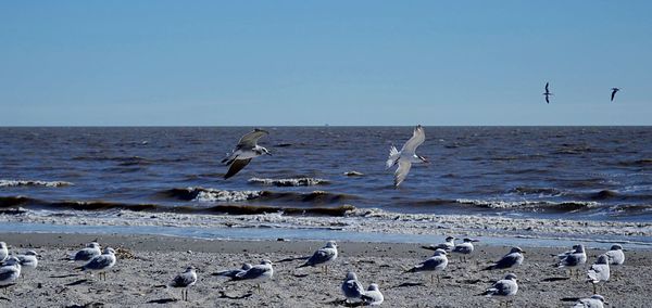 Seagulls on beach against clear sky