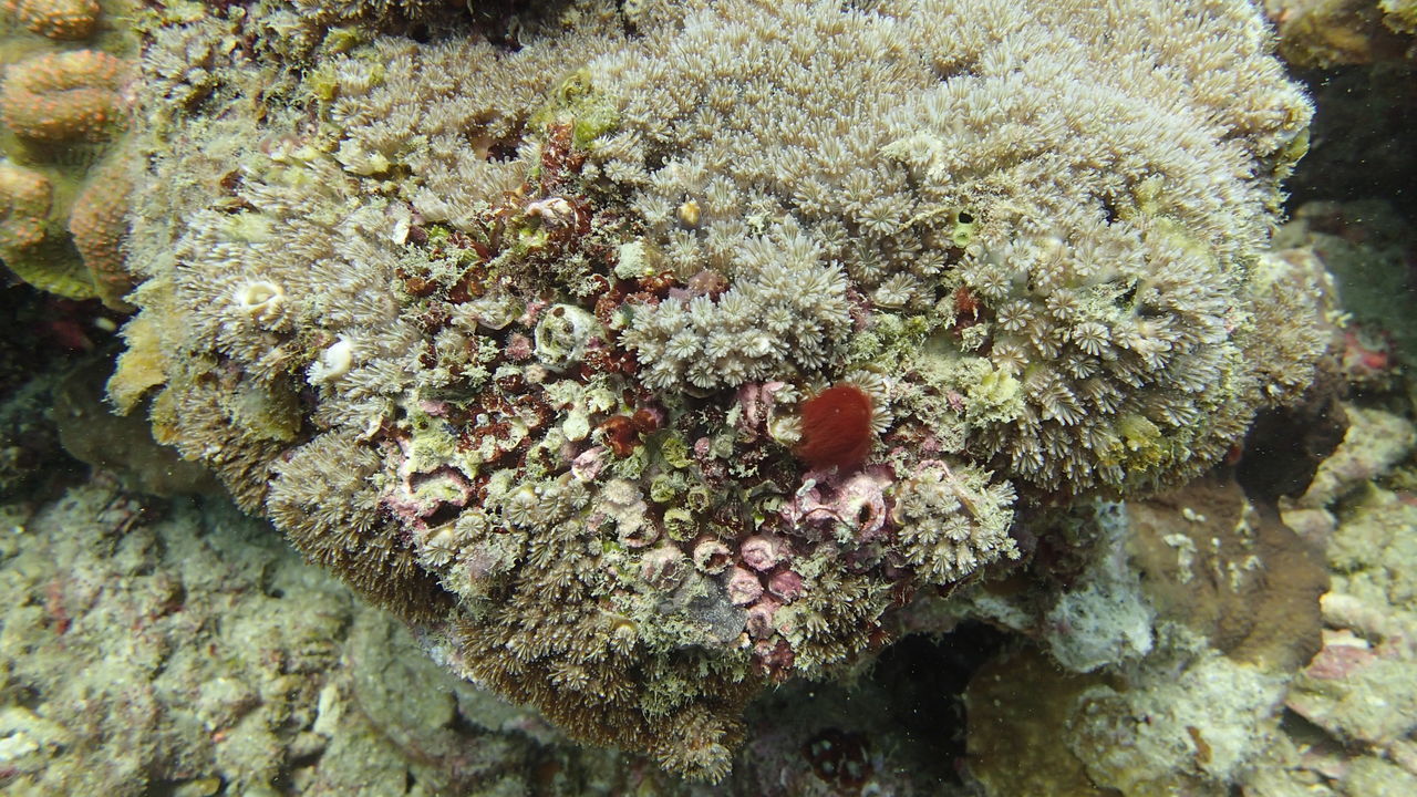 CLOSE-UP OF CORAL UNDERWATER