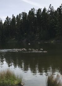 Swan swimming in lake against trees