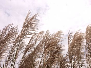 Low angle view of plants against sky