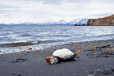 Dead atlantic puffin lying on sea shore at black sand beach against sky