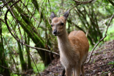 Portrait of deer in forest