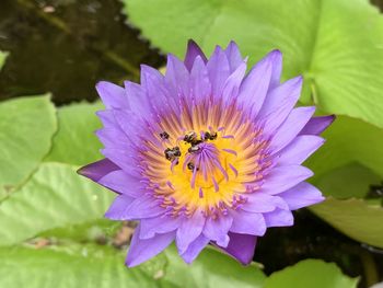 Close-up of bee pollinating on purple flower